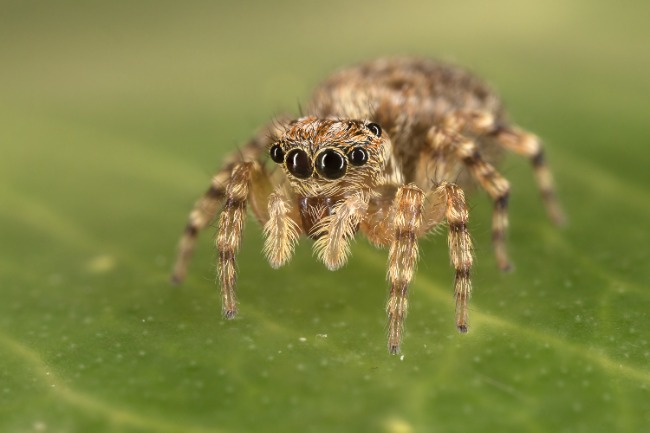 Image of Spider