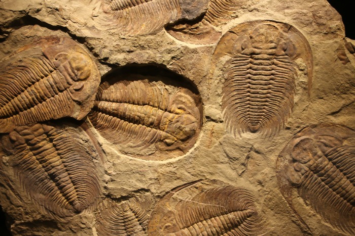 Image of Fossils