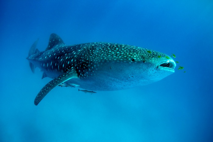 Image of Whale Shark